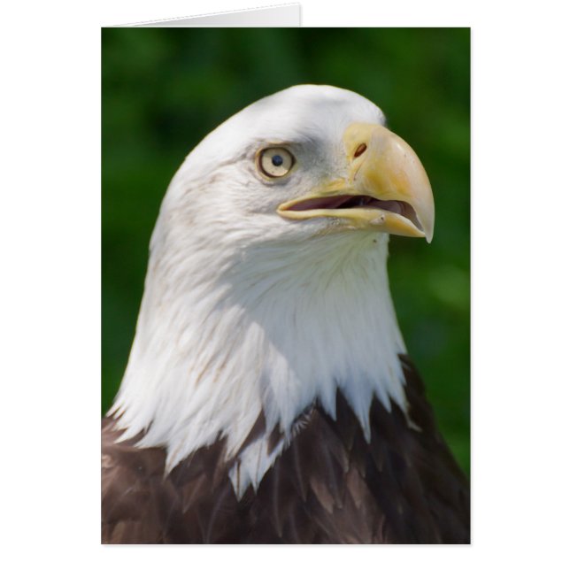 Bald Eagle (Frente)