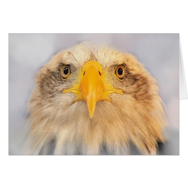 Bald Eagle (Anverso (Horizontal))