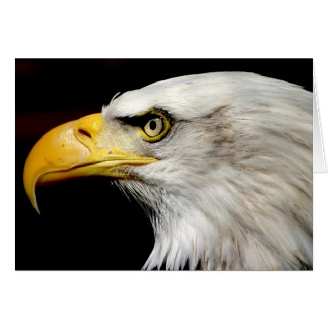 Bald Eagle (Anverso (Horizontal))