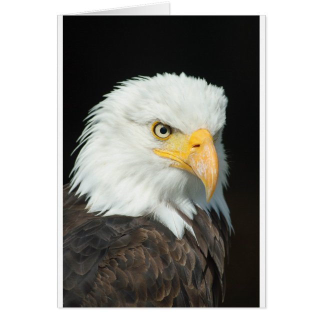 Bald Eagle (Frente)
