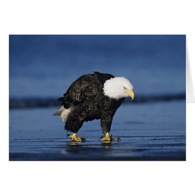Bald Eagle (Anverso (Horizontal))