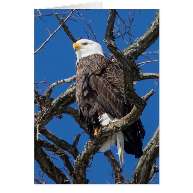 Bald Eagle (Frente)