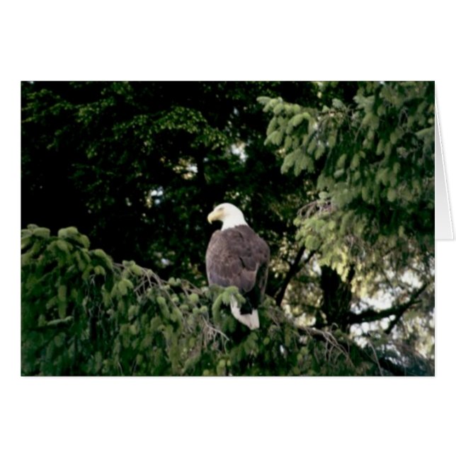Bald Eagle (Anverso (Horizontal))