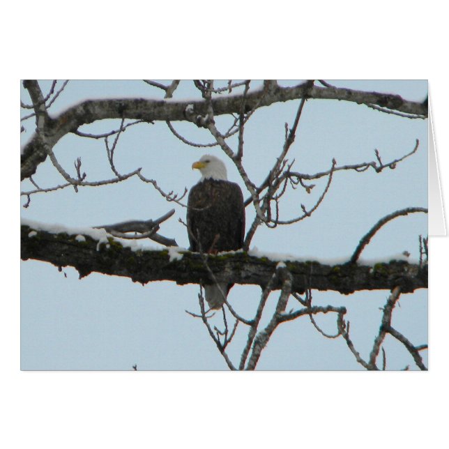 Bald Eagle (Anverso (Horizontal))