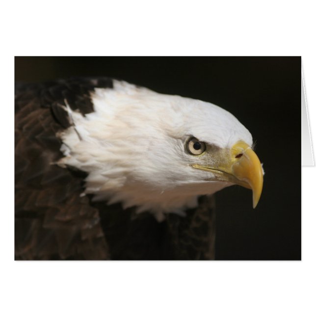 Bald Eagle (Anverso (Horizontal))