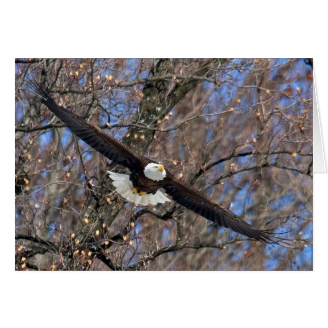 Bald Eagle (Anverso (Horizontal))