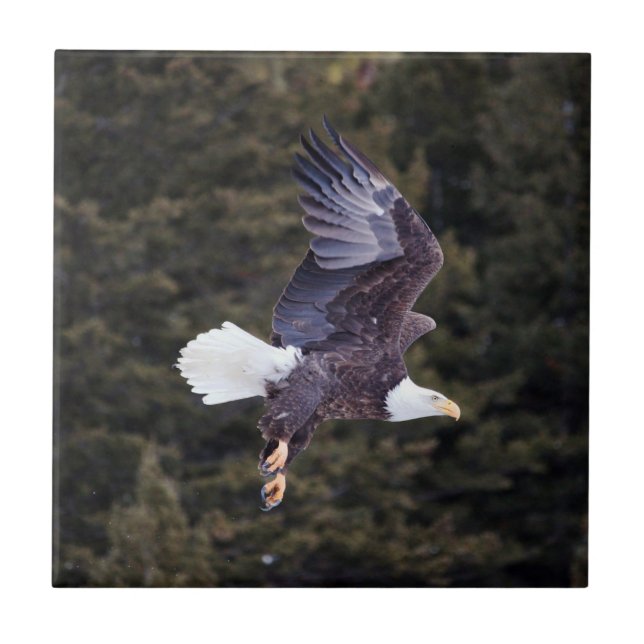 Bald Eagle Azulejo Pequeño (10,8 cm x 10,8 cm) (Frente)