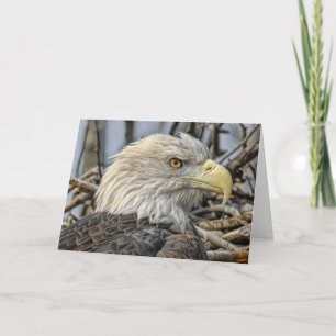 Bald Eagle Cerrar tarjeta de saludo