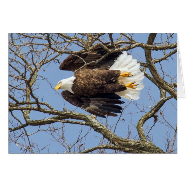 Bald Eagle Flash (Anverso (Horizontal))