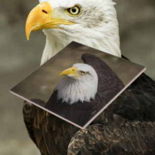 Bald Eagle Fuerza – Baldosa Cerámica Decorativa