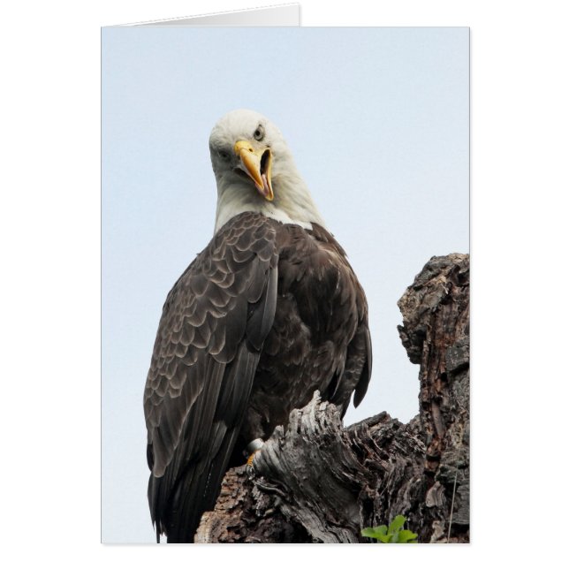 Bald Eagle Hello (Frente)
