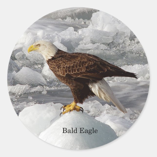 Bald Eagle pegatina (Anverso)