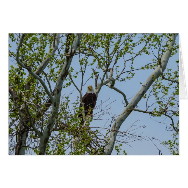 Bald Eagle Smile (Anverso (Horizontal))