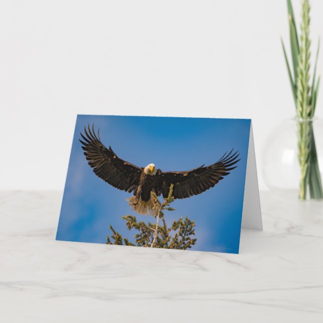 Bald Eagle Wings - Tarjeta de agradecimiento (Anverso)