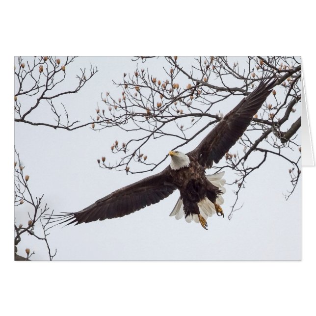 Bald Eagle Wingspread (Anverso (Horizontal))