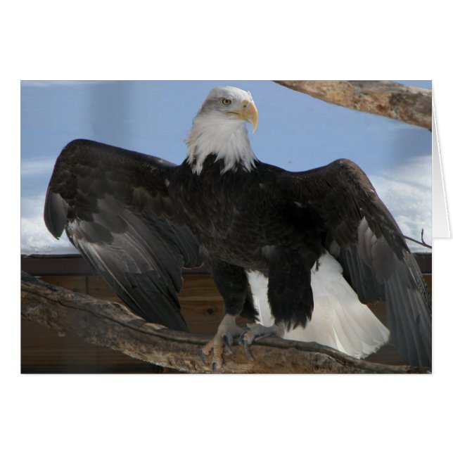 Baldie (Anverso (Horizontal))