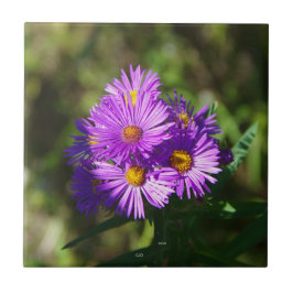 Baldosa Aster