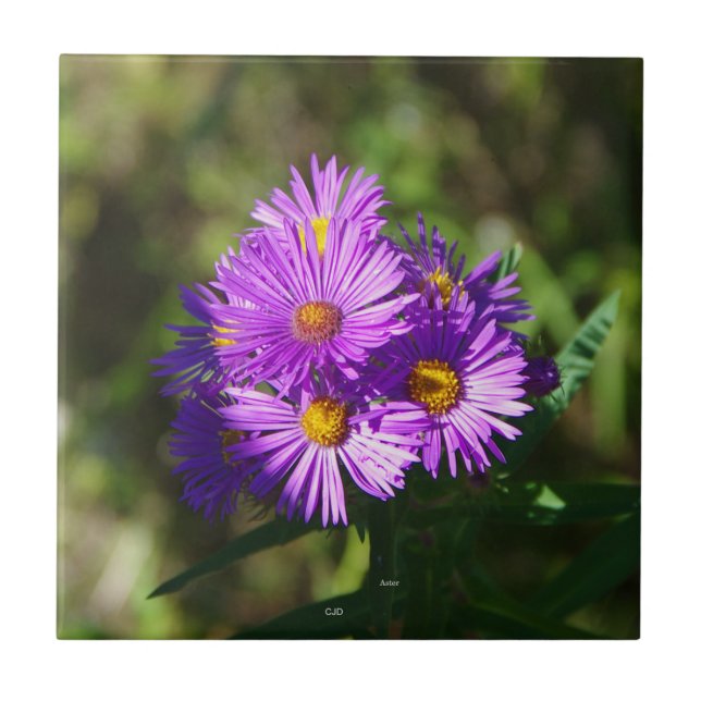 Baldosa Aster (Frente)