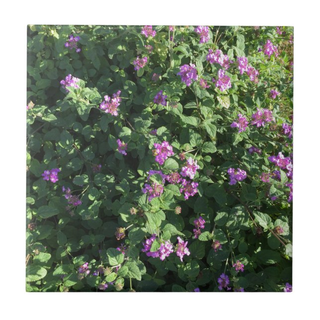 Baldosa cerámica (4,25" x 4,25") (Frente)