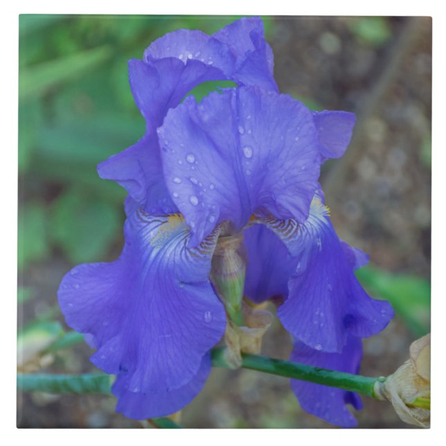 Baldosa cerámica azul iris (Frente)