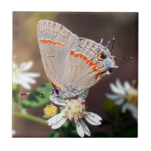 Baldosa cerámica azul oscura de la mariposa de