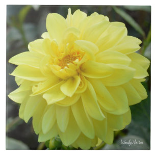 Baldosa cerámica con dahlia amarilla