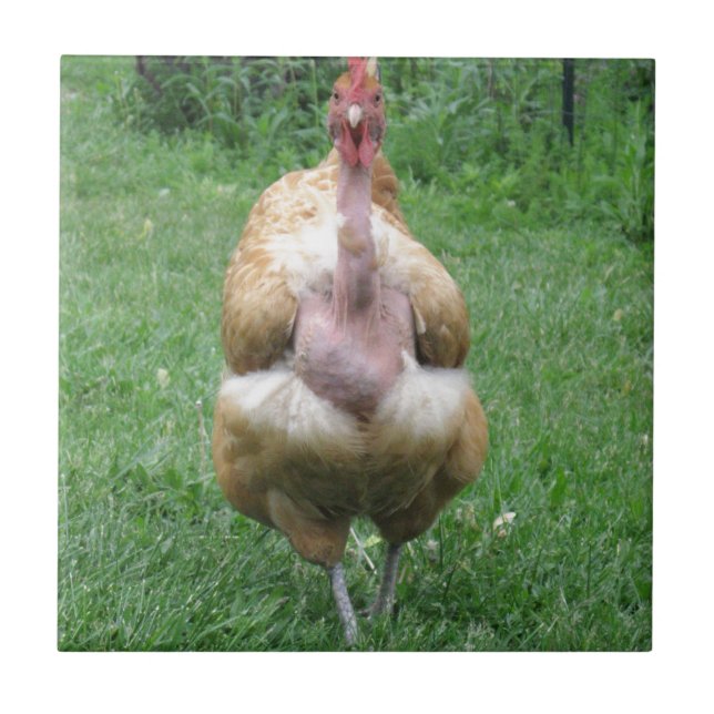 Baldosa cerámica con la gallina de Turken (Frente)