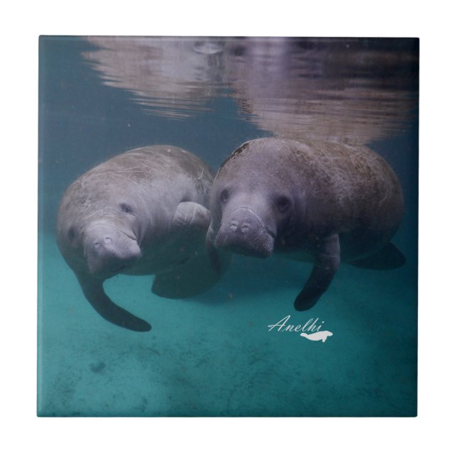 Baldosa cerámica de 2 amigos del Manatee (Frente)