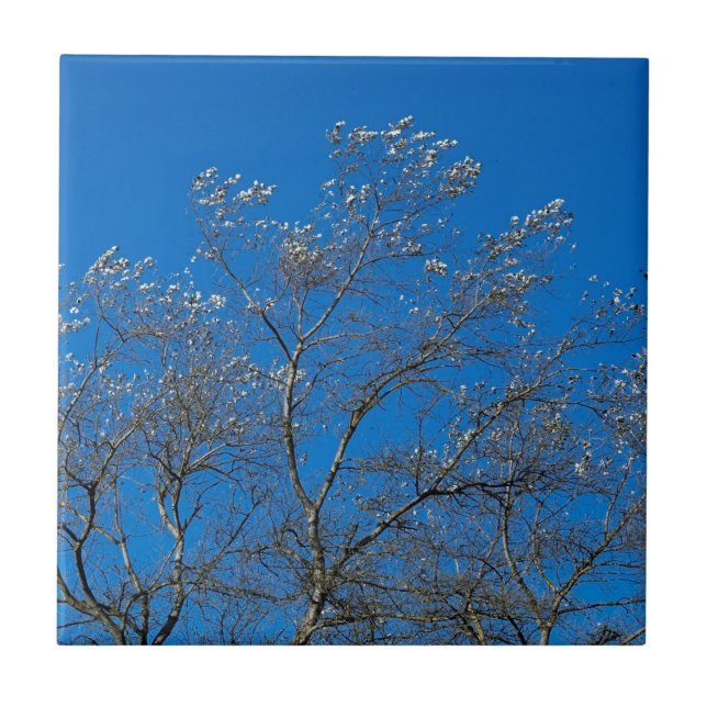 Baldosa cerámica de árbol de álamo blanco (Frente)
