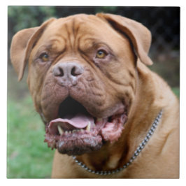 Baldosa cerámica de Dogue de bordeaux