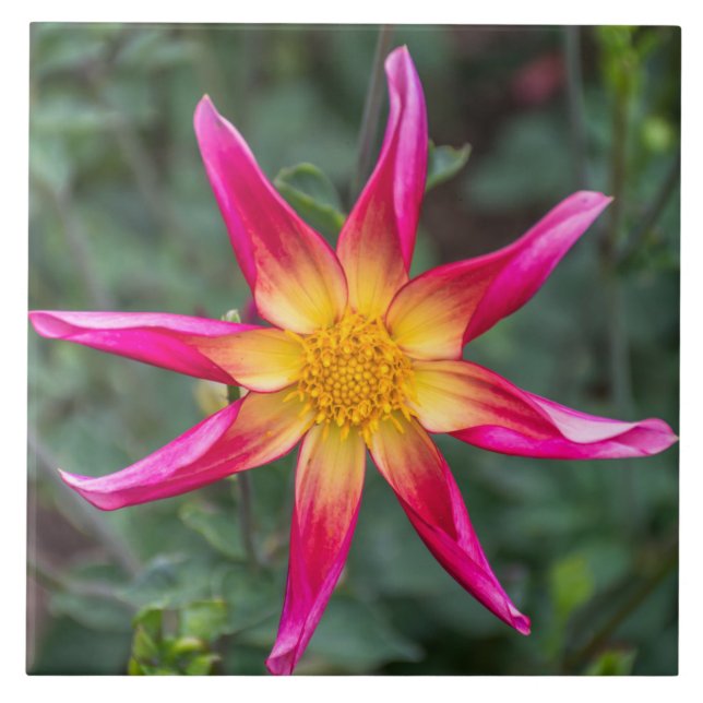 Baldosa cerámica de la flor colorida (Frente)