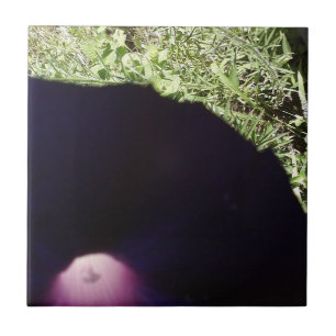 Baldosa cerámica de la foto floral