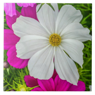 Baldosa cerámica de las flores blancas y rosadas