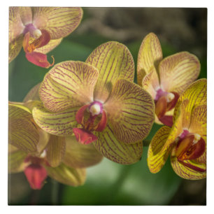 Baldosa cerámica de las orquídeas amarillas