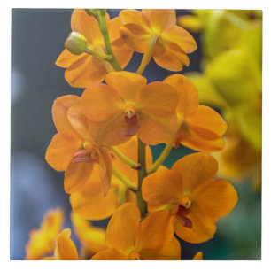 Baldosa cerámica de las orquídeas anaranjadas
