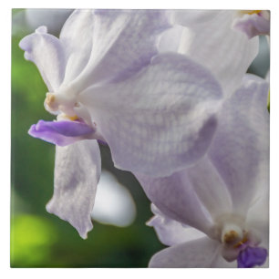 Baldosa cerámica de las orquídeas blancas