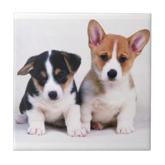 Baldosa cerámica de los perritos del Corgi