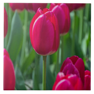 Baldosa cerámica de los tulipanes