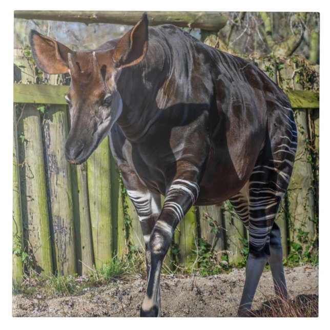 Baldosa cerámica de Okapi (Frente)