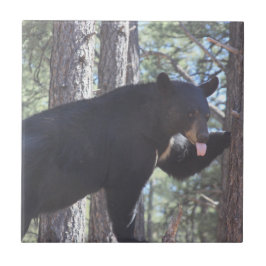 Baldosa cerámica de oso negro