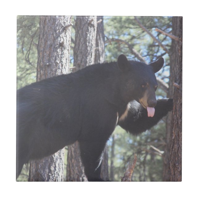 Baldosa cerámica de oso negro (Frente)