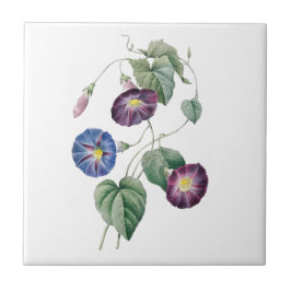 Baldosa cerámica de Redoute de las correhuelas