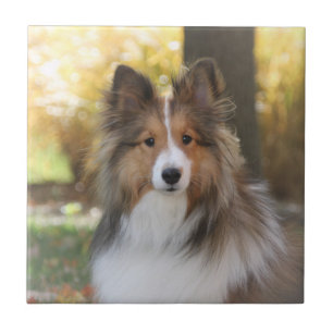 Baldosa cerámica de Sheltie