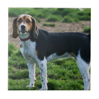 Baldosa cerámica del beagle