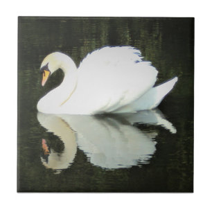 Baldosa cerámica del cisne real blanco