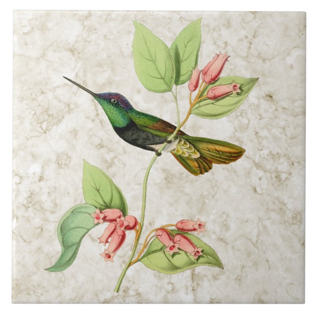 Baldosa cerámica del colibrí magnífico (Frente)