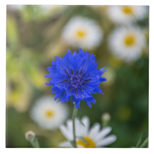 Baldosa cerámica del Cornflower