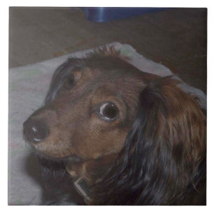 Baldosa cerámica del Dachshund de pelo largo