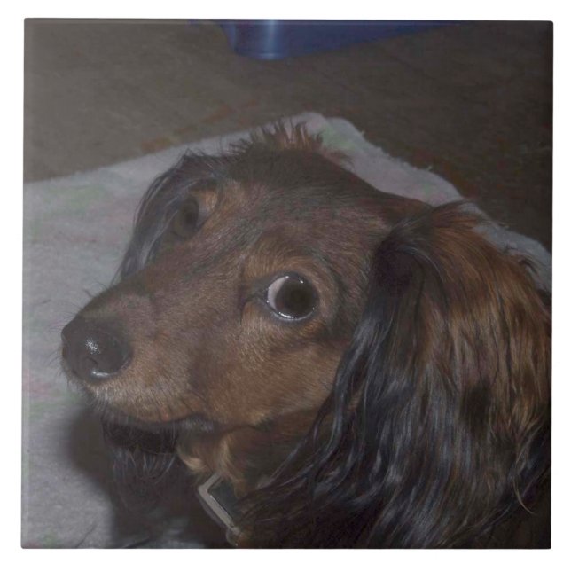 Baldosa cerámica del Dachshund de pelo largo (Frente)