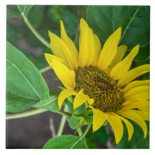 Baldosa cerámica del girasol